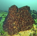   Zebra mussels lit below .Dutch springs NazarethPA  
